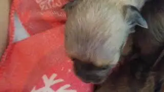 perritos recién abierto sus ojos 👀