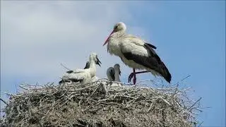 Гнездо АИСТА, в котором 5 птенцов!