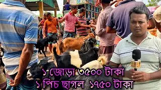 ১ জোড়া ছাগল ৩৫০০ টাকা আর ১ পিচ ছাগল ১৭৫০ টাকা