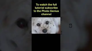 ❤️ pets ❤️ photography. Learn how to take better pet & wildlife pics with Photo Genius on YouTube.