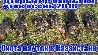 Открытие охоты на утку осень 2016. Охота на утку .