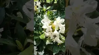 РОДОДЕНДРОН🌸 
