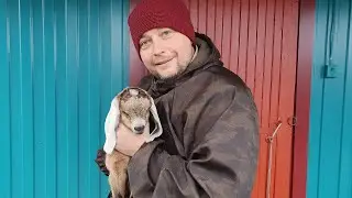 Каким молоком кормить козлят