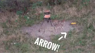 WHITETAIL DEER WITH A HYBRID HEAD!