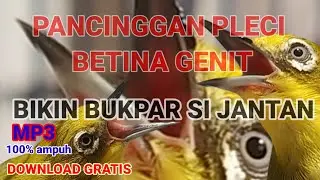 Pleci betina memanggil Si jantan
