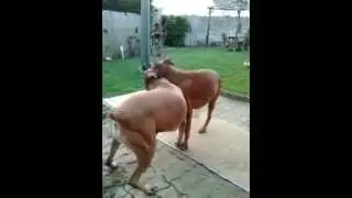 video 2012 03 10 18 37 17