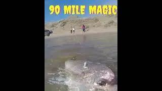 #90milebeach #fishing #bigsurf #dreamfish #snapper