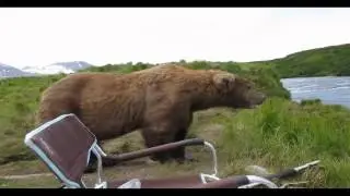 Медведь и мужик со стальными нервами