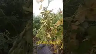 ફૂલે સંગમ સોયાબીન વાઢવા નુ ચાલુ હો ભાઈ
