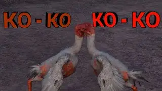 Marmok и петушиные бои в Far Cry 6.
