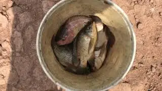 Về Cù Lao Dung Bắt Tôm Bắt Cá