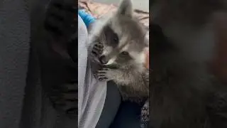 Как Денди спать ложится?