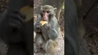 Funny monkey #viral #reels#video #shorts#trending#viraltrending
