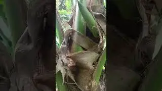 Napasyalan ko ang dati naming taniman nakakalungkot lang.