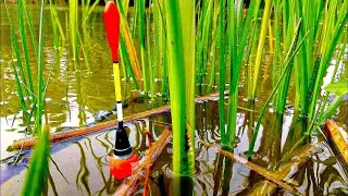 FOREST LAKE IS THRILLED WITH LARGE FISH. Float fishing
