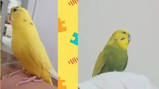 Doi jucăuși ❤️