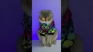 #cat #yasoncat