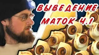 Выведение маток  переносом личинок.Ч.1