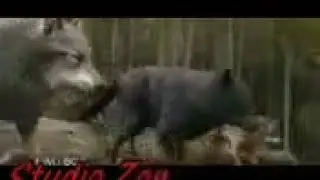 Войны волк