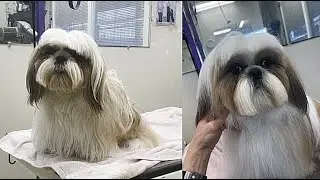 Shih Tzu With Long Hair Gets A Bath And Comb Out