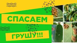 УЖАС!!! РЖАВЧИНА НА ГРУШЕ!!!
