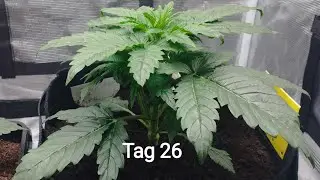 Cannabis Grow Quick One Tag 26 Vlog