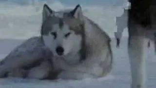 преданность