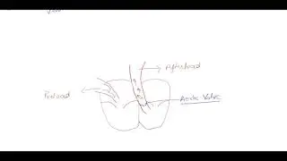 Preload and Afterload Final