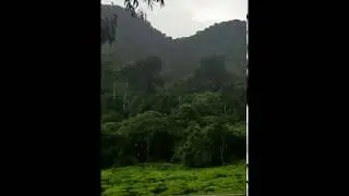 Bwindi Impenetrable Forest - Rain on the edge of the park
