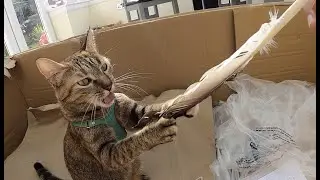Playtime with NALA cat ❤️