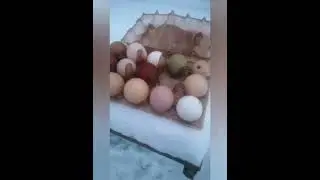 Чем и зачем пропаиваю кур./В Рождество./Переселение 2выводка./У нас потеря...