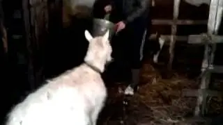 коза