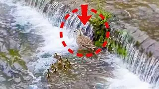 Clever baby ducks defies & surpasses mother's teachings 💡🐤