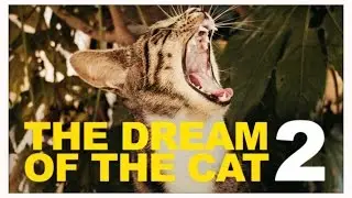 The Dream Of The Cat 2