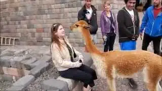 Плюющаяся лама