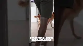 What’s in the box!?