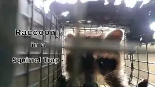 Can a Raccoon Fit in a Squirrel Trap? | Usually Yes