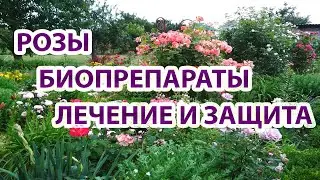 РОЗЫ.Биопрепараты для защиты от болезней и вредителей.Почему болеют наши розы? Какие ошибки делаем?