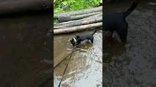 прогулка после дождя 🌦Рыбалка охота ягдтерьер 🦡
