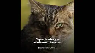 La Magia que tienen Los Gatos