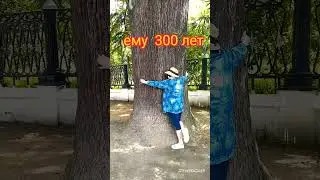 в Сочи хотят убрать старые платаны.