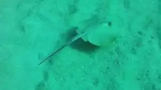 STINGRAY