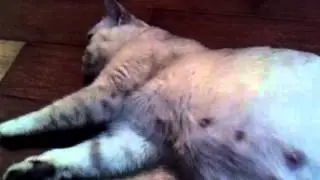 Предвестники родов кошки....Шотландская кошка...Схватки перед родами....