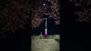 Cherry Blossom Sakura Spot in Tokyo: Sumida Park