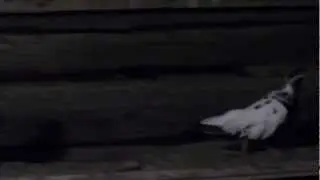 Свердловские высоколётные.
