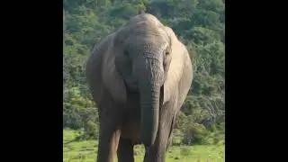 Elephant drinking💦 water||#elephant #shorts #animal