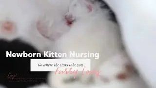 Newborn kitten nursing