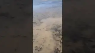 Зарыбление
