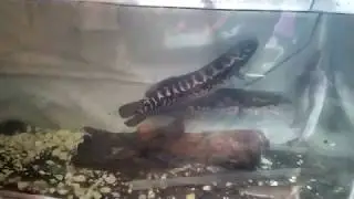 Ikan toman vs ikan lele Part 2