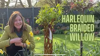 Harlequin Braided Willow Tree 💚